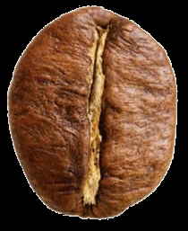 3_robusta_seed.jpg