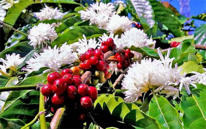 Cerises et fleurs de café